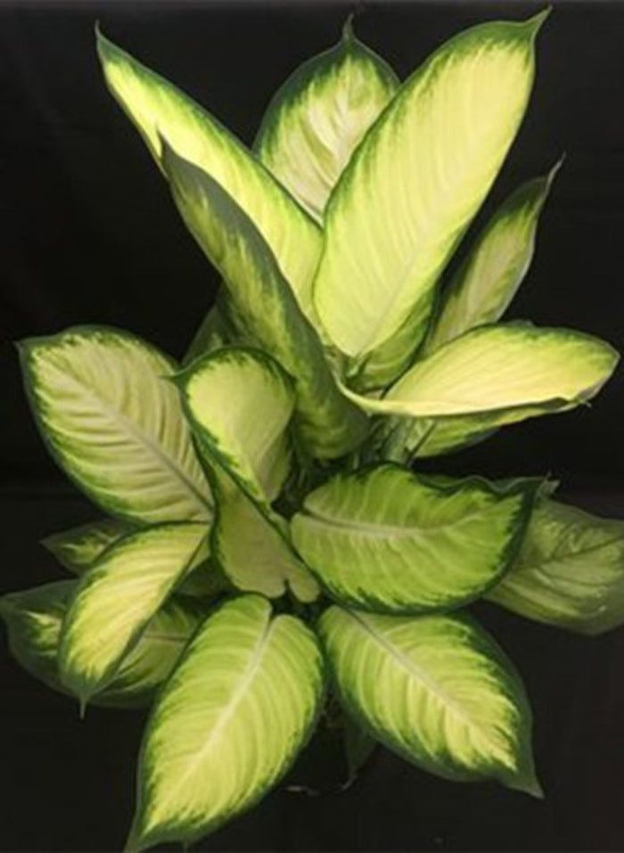 A close-up view of a Dieffenbachia 'Tropic Marianne' plant, showcasing its large, striking leaves with bright creamy-yellow centers