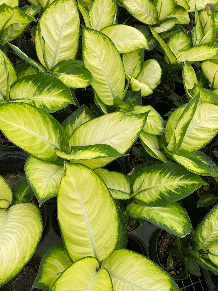 Dieffenbachia Tropic Marianne plant displaying vibrant green and yellow leaves