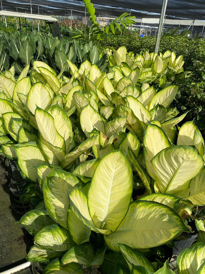Potted Dieffenbachia Tropic Marianne houseplant.