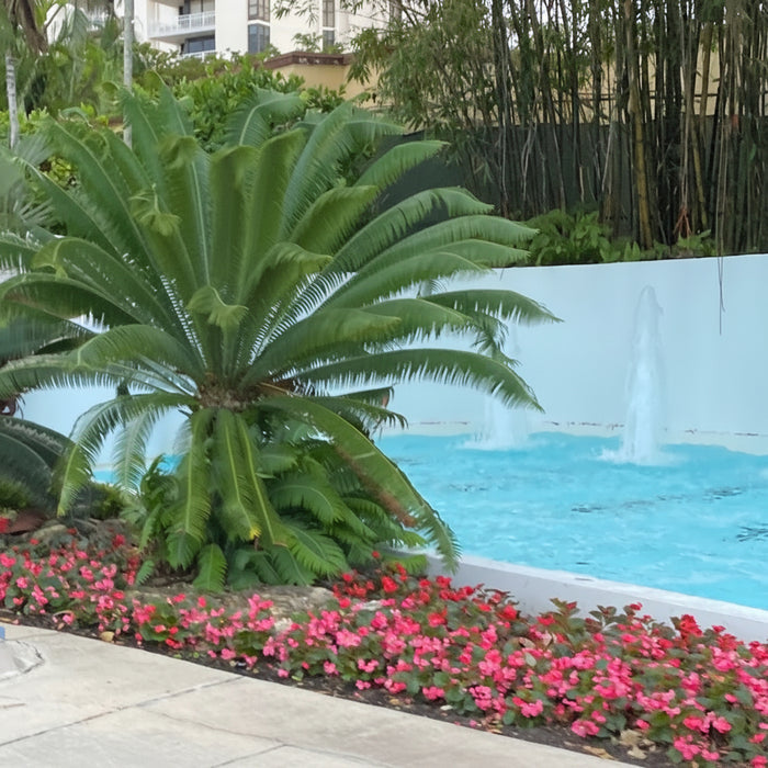 Mature Dioon Edule Mexican Fern Palm with large feathery arching green fronds beside a pool, showing full grown landscape appearance ideal for formal landscape vertical accents and tropical poolside gardens.