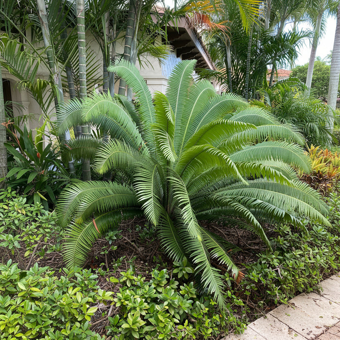 Mature Dioon Spinulosum, Mexican Cycad, Gum Exotic Palm with large feathery arching light green fronds, showing full grown landscape appearance ideal for formal landscape vertical accents and tropical gardens.