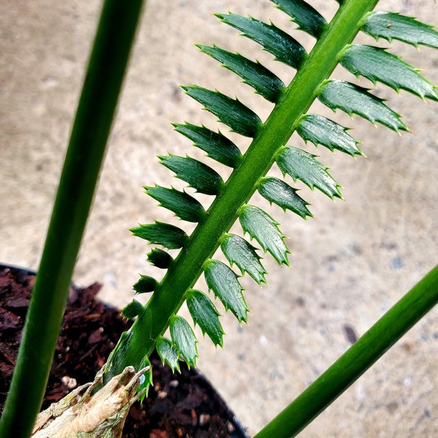 Close up of Dioon Spinulosum, Mexican Cycad, Gum Exotic Palm fronds with stiff, spiky light green leaflets, ideal for tropical garden color and decorative landscapes.