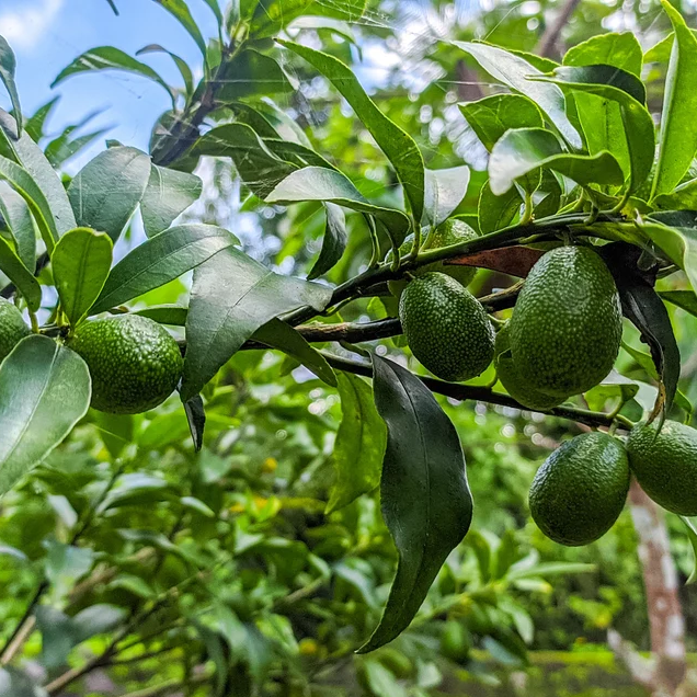 Green fruits on a tree branch with a blurred natural background
