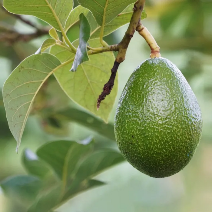 Close-up of a green avocado growing on a tree.