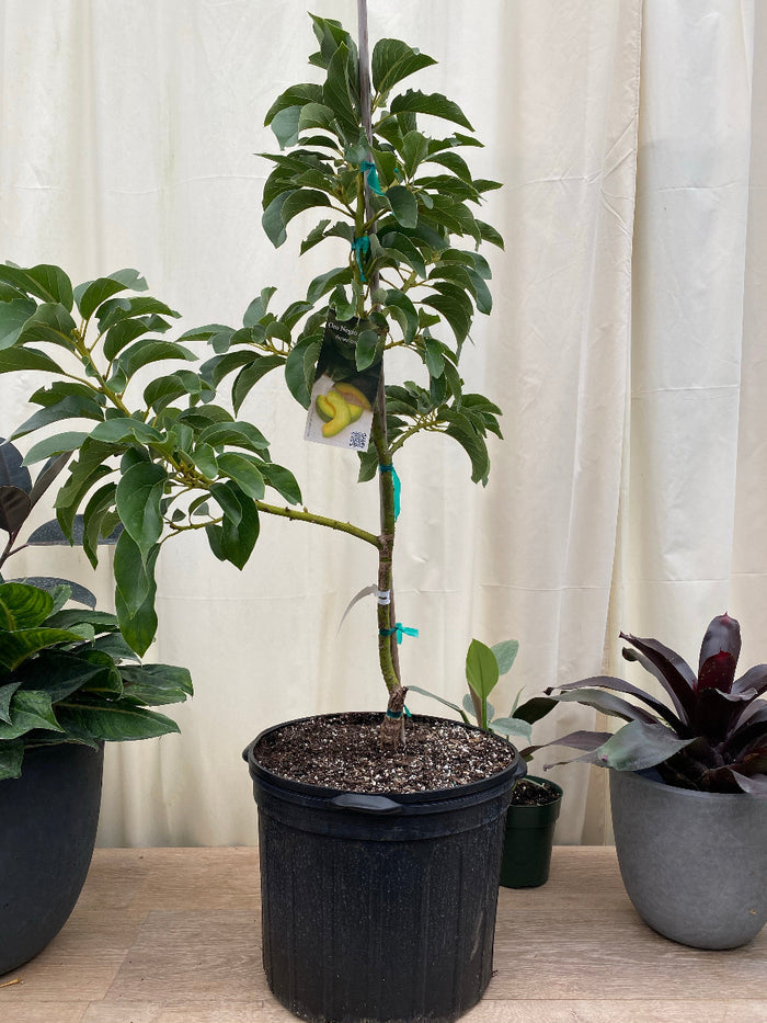 A young, potted Donnie Avocado Fruit Tree (Persea Americana)