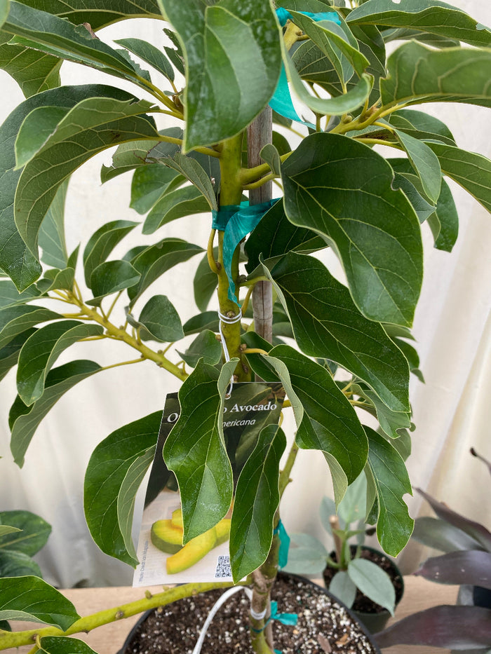 A close-up view of a smooth, green Donnie Avocado hanging from a branch