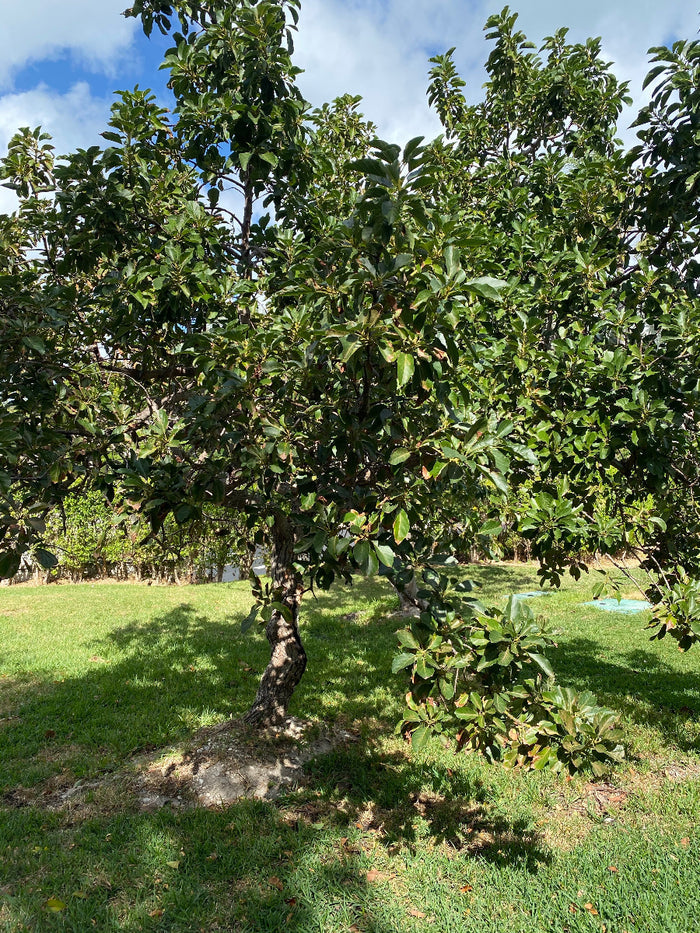Green Donnie Avocado fruit growing on a tree.