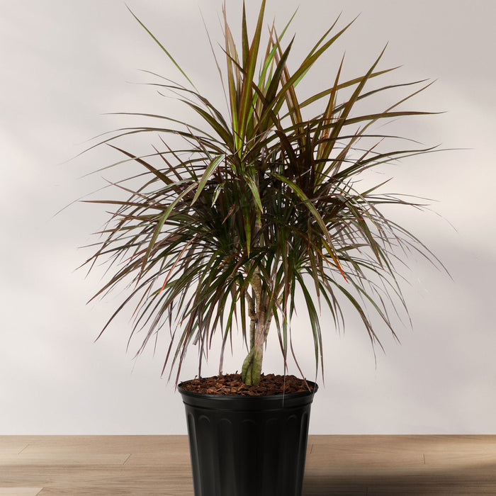 Braided Dracaena Dragon Tree with burgundy edges on green leaves, nursery pot 2gal