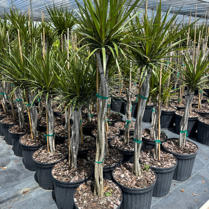 Braided Dracaena Dragon Tree with burgundy edges on green leaves, nursery pot 5gal Row of potted plants