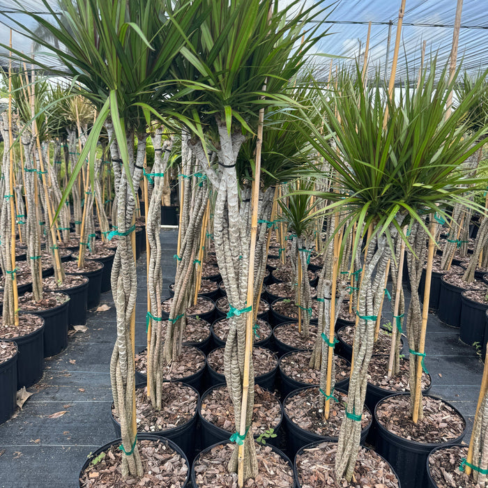 Braided Dracaena Dragon Tree with burgundy edges on green leaves, nursery pot 5gal Row of potted plants