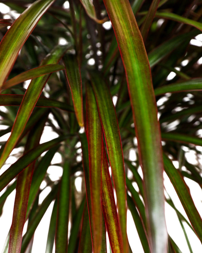 Dracaena Dragon Tree Close up view