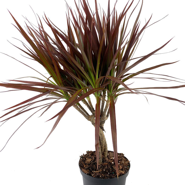 Braided Dracaena Dragon Tree with burgundy edges on green leaves, nursery pot 1gal