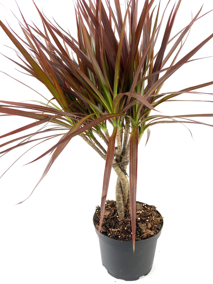 Braided Dracaena Dragon Tree with burgundy edges on green leaves, nursery pot 1gal