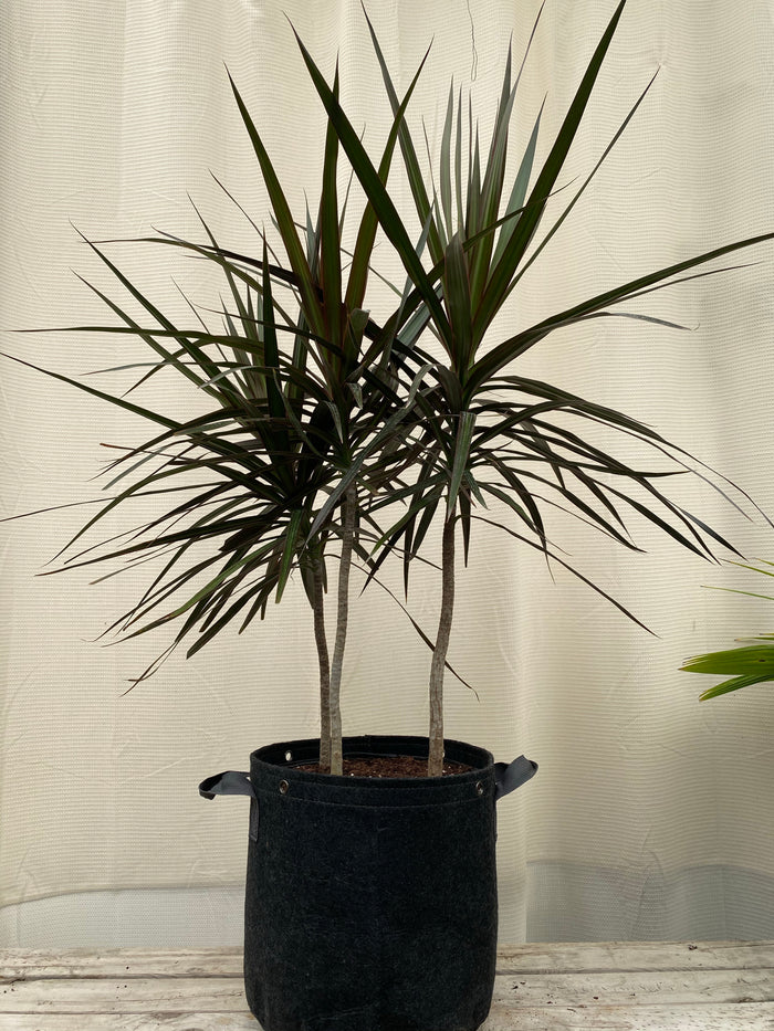 Dracaena Dragon Tree, Magenta Tree Form in a black pot