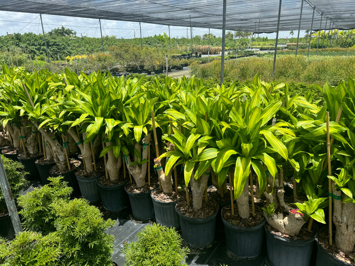 Dracaena Massangeana Mass Cane Stump Form, Corn Plant in a 7gal pot
