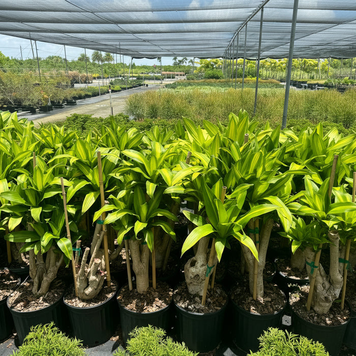 A row of potted Dracaena Mass Cane  featuring sturdy, woody stems and lush green foliage