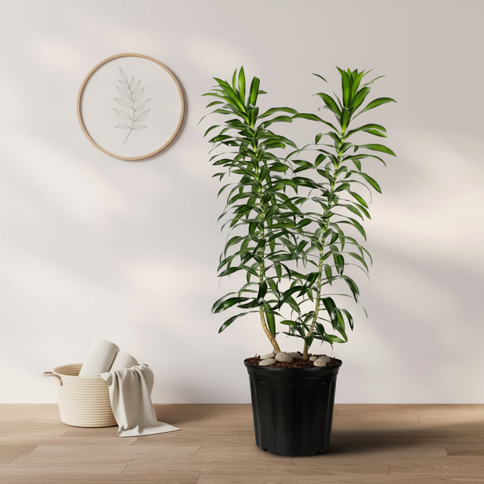 Potted Dracaena Song of Jamaica plant with green leaves, displayed against a neutral background.