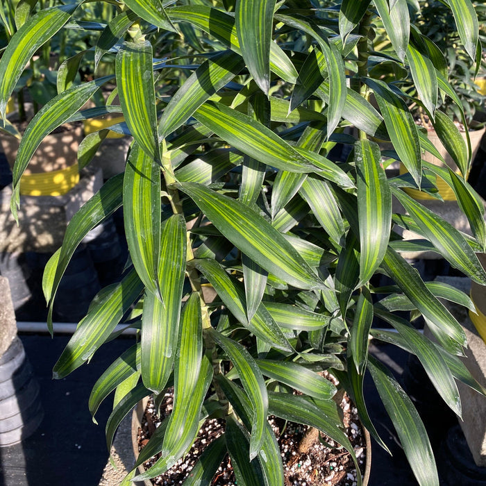 Dracaena Reflexa, Song of Jamaica featuring a full, lush canopy of pointed green leaves with bright yellow-green central stripes