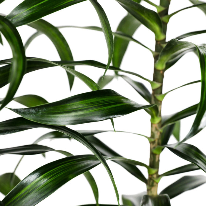 Close-up of green plant leaves on a white background
