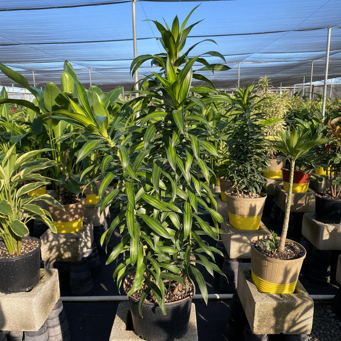 Dracaena Reflexa, Song of Jamaica featuring a full, lush canopy of pointed green leaves with bright yellow-green central stripes, potted in a black nursery container