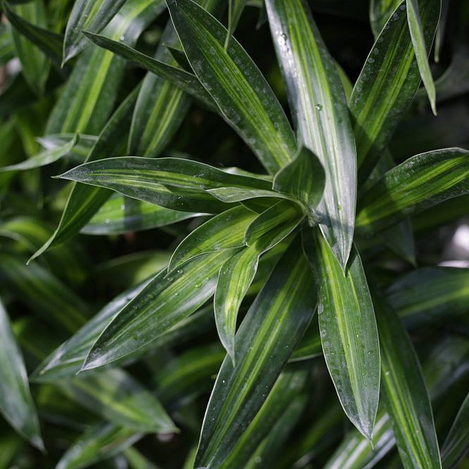 Dracaena Reflexa, Song of Jamaica Tree featuring a close-up view of its lush, pointed dark green leaves with striking lighter green central stripes