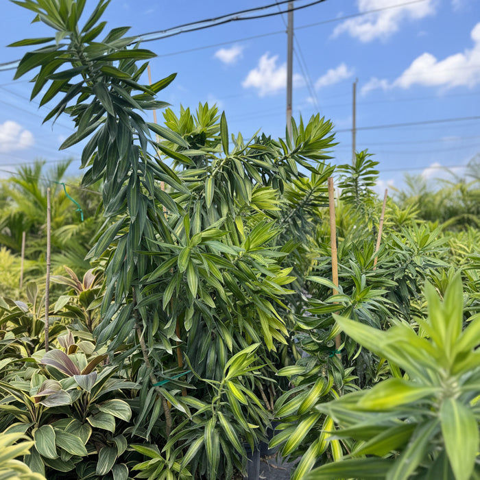 Dracaena Song of Jamaica, Dracaena Reflexa in a 7gal pot
