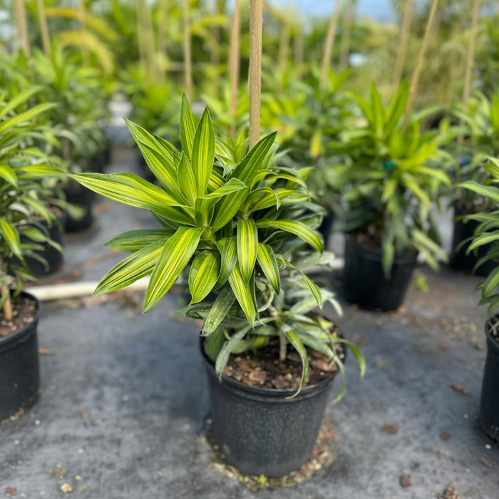 small Dracaena Song of Jamaica, Dracaena Reflexa in a 2gal pot