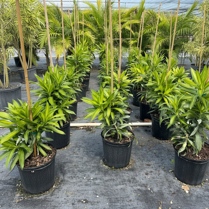 Small Dracaena Song of Jamaica, Dracaena Reflexa in a 5gal pot