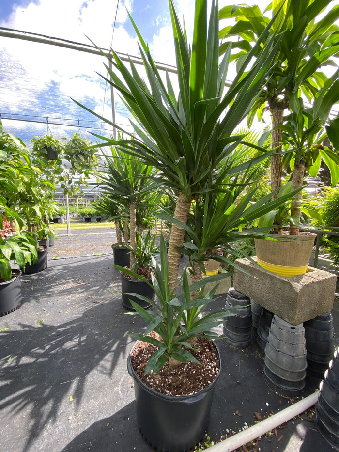 front views of Dracaena Yucca Cane, Yucca Gigantea 2 Stem Staggered