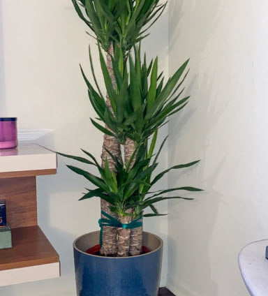 2gal Pot, 4-5ft