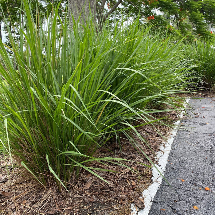 Dwarf Fakahatchee Ornamental Grass Paved pathway lined with grass and small lights at dusk