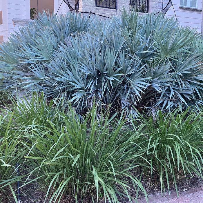 Dwarf Fakahatchee Ornamental Grass Paved pathway lined with grass