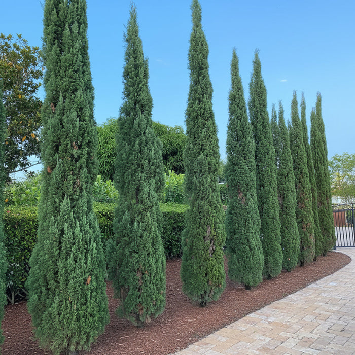 Mediterranean Cypress trees planted in an outdoor landscape