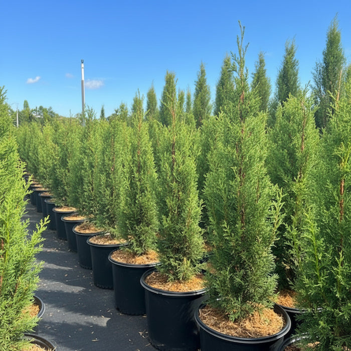 Medium Size Italian Cypress, Mediterranean Cypress Planted in Nursery Pot 2gal