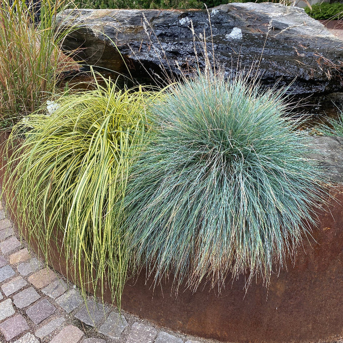 Elijah Icy Blue Fescue Grass Two potted plants in a rustic pot on a stone patio