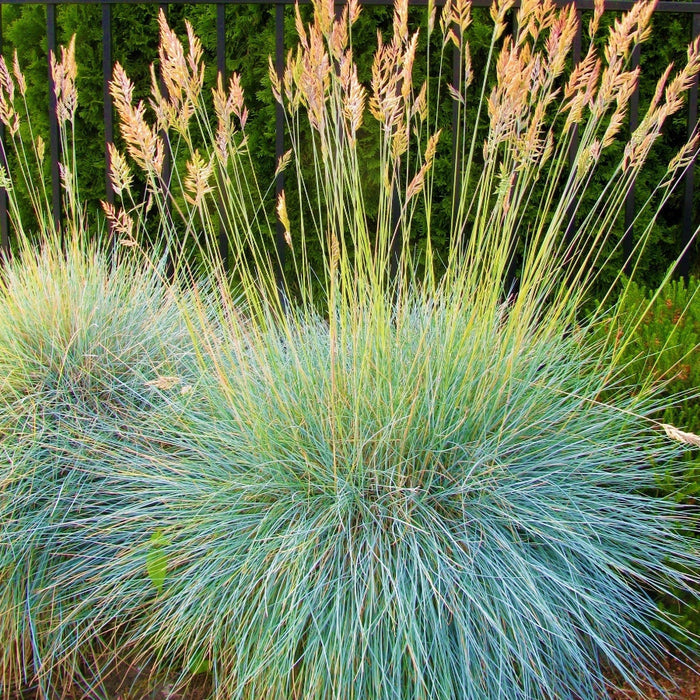 Elijah Icy Blue Fescue Grass
