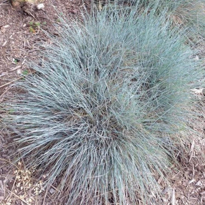 Elijah Icy Blue Fescue Grass