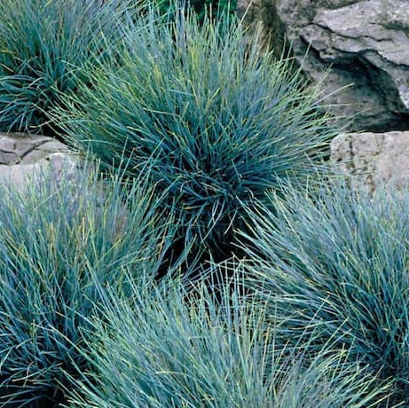 Elijah Icy Blue Fescue Grass