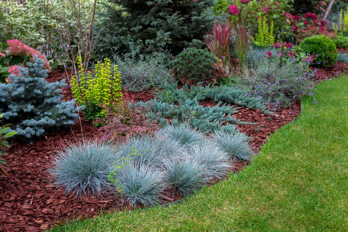 Clumps of blue fescue ornamental grass planted in red mulch.