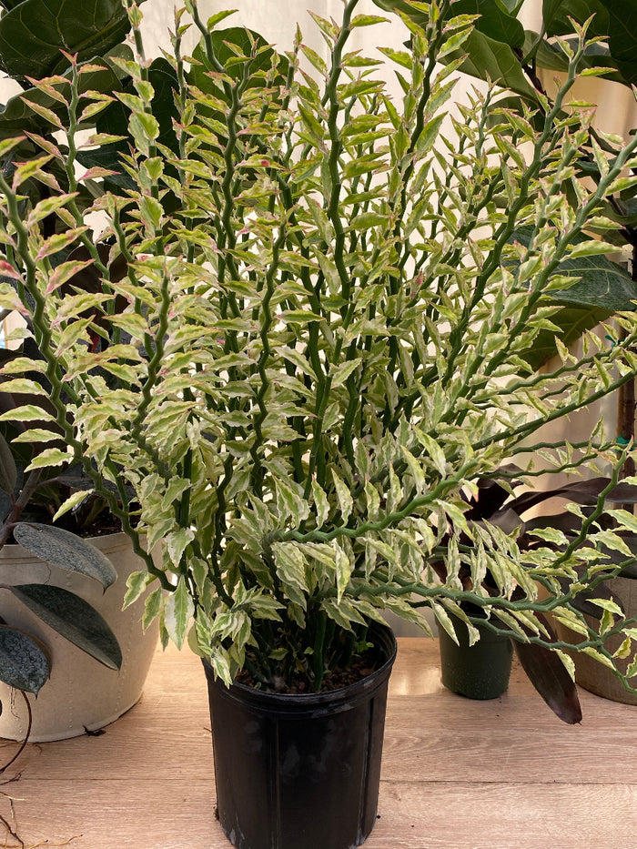 Potted Euphorbia Curly Devil's Backbone plant with wavy leaves
