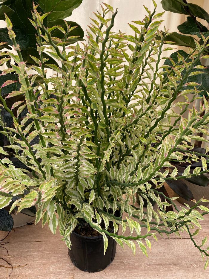 Close-up of a Curly Devil's Backbone
