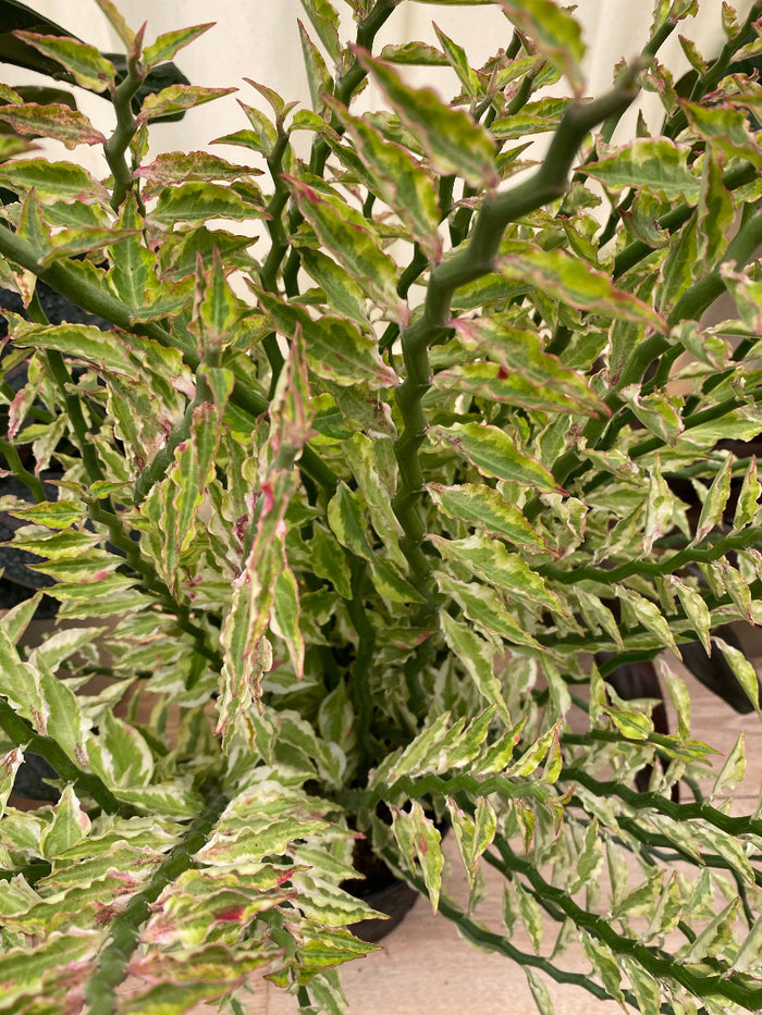 Close-up of a Curly Devil's Backbone