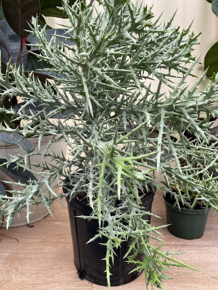 Potted Euphorbia stenoclada (Silver Thicket) plants in a nursery