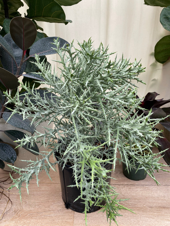 Potted Euphorbia stenoclada (Silver Thicket) plants in a nursery