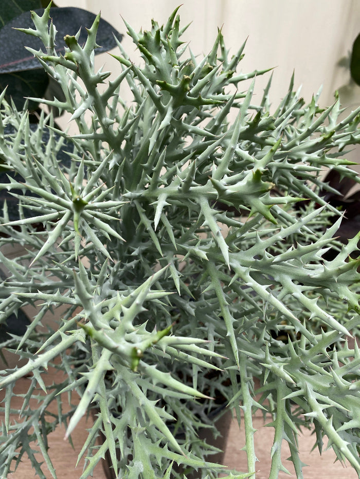 Close-up of exotic Euphorbia stenoclada plants