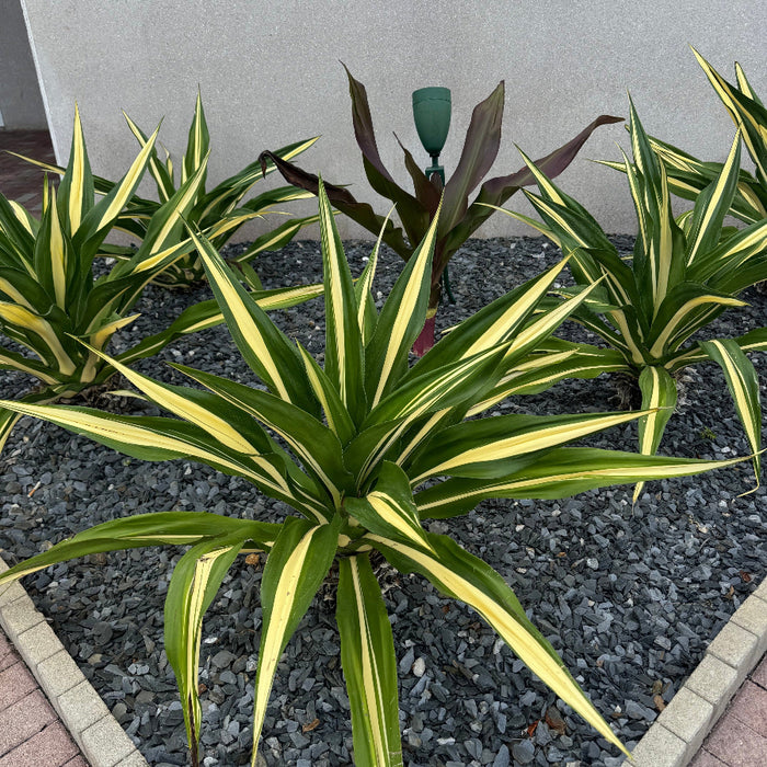 False Agave, Green Giant Variegated, Furcraea Foetida