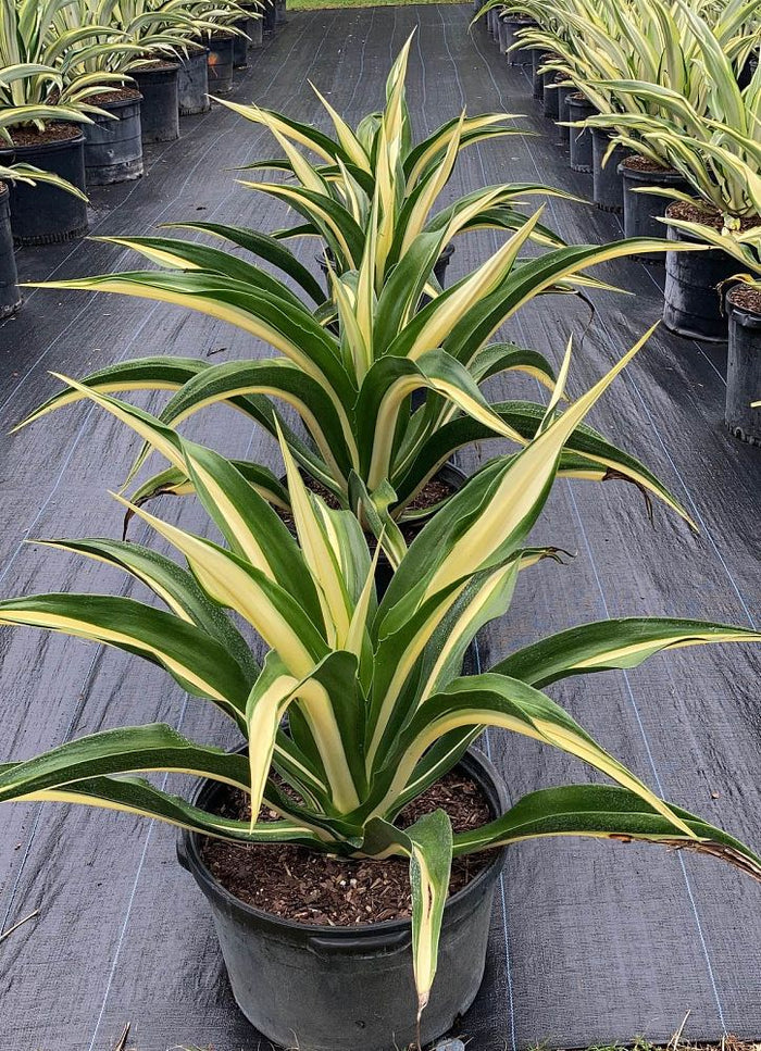 False Agave, Green Giant Variegated, Furcraea Foetida in a black pot