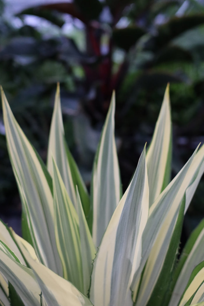 False Agave, Variegated plant with cream-green leaves