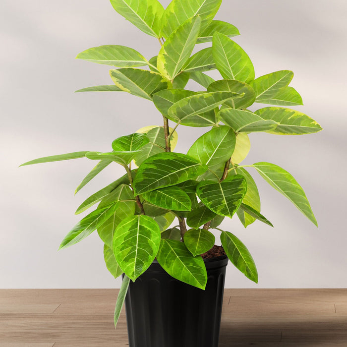 Ficus altissima bush form black pot