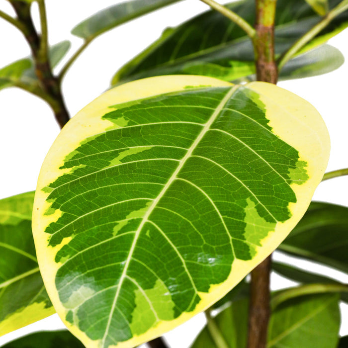 Ficus altissima leaf top view Close-up of a variegated green leaf with a white background.